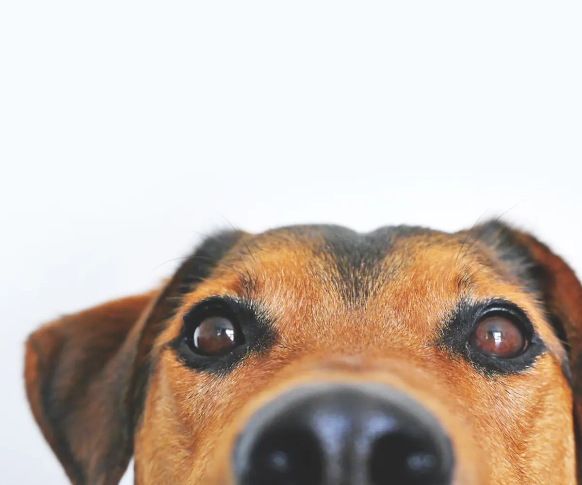 Dog Face Recognition AIの導入事例イメージ